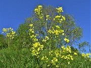 17 Biscutella laevigata (Biscutella montanina) salendo in Corna Bianca